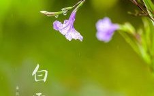 2021年白露是几月几号