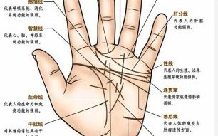 手相能反映肠胃不佳吗胃健康者的手相色泽