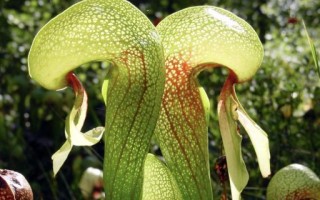 属蛇宜养什么植物最佳,属蛇人宜养什么植物最佳