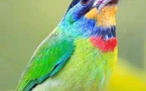 光彩烁烁打一动物