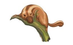 海话神话打一动物