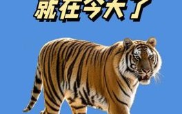 面黄肌瘦比喻什么动物 面黄肌瘦猜一动物