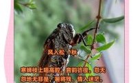 寒蝉凄切代表什么生肖