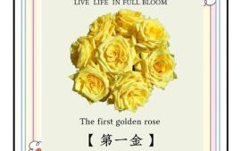 黄玫瑰的含义是什么