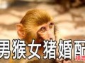 属猴男与属猪女婚姻如何 属猴为何需避开属猪
