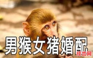属猴男与属猪女婚姻如何 属猴为何需避开属猪