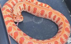 三瓣嘴巴的动物是什么生肖？蛇是三瓣嘴吗