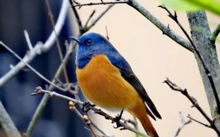 风华正茂的动物是什么