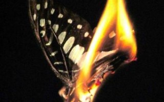 飞蛾扑火打一生肖