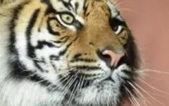 虎头蛇尾来办事是什么生肖？牛鬼蛇龙打一生肖