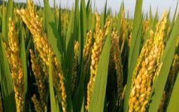 风吹稻花香满村指什么生肖