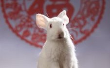 耳朵竖起来的动物是什么生肖？十二生肖耳朵竖的动物