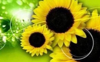 星火燎原定一生肖