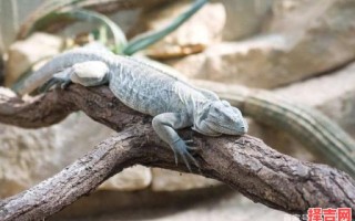 哪些动物会夏眠