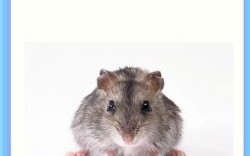 眼高手低解一生肖