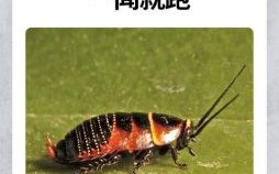 闻风而逃打一动物