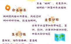 红树林得名原因解析 海南红树林得名原因解析