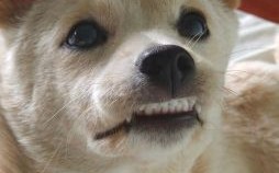 牙齿最整齐的是什么生肖？牙齿不整齐怎么办