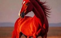 翩翩起舞的动物属相是什么