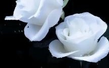 思之已尽心成灰