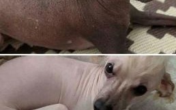 无光大风暗喻啥动物