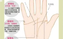 女M手相纹路，女性手相命运解析