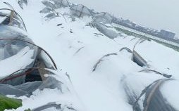 积雪压塌大棚致8万只鸡被埋