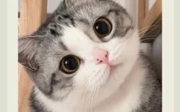 字下留爱猜一动物