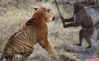 敲山震虎打一动物