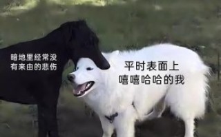 过时花容打一动物