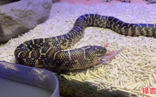 属蛇养几条鱼好属蛇的能养鱼吗