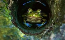 井底之蛙意外是什么生肖？井底之蛙代表哪个生肖