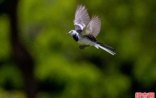 白日飞升指什么动物