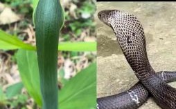 五条蛇追一条雄蛇 蛇最畏惧的五种花卉