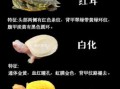 宠物龟的品种