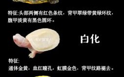 宠物龟的品种
