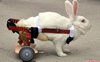 最坚强的动物是什么生肖？坚强最正确答案一肖