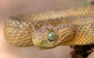 林密遇兽射一属