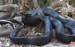 女人梦见黑蛇进家什么预兆 梦见黑色大蛇什么预兆