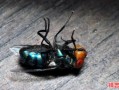 梦见大量死苍蝇
