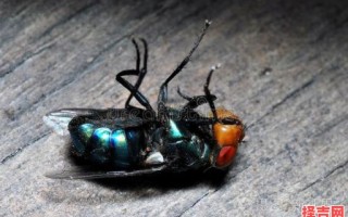 梦见大量死苍蝇