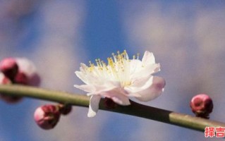 晚归早出猜一生肖