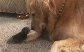 喵星人与汪星人喵星人汪星人还有哪些星人