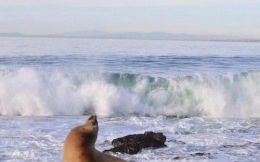 圣地亚哥是什么生肖？圣地亚哥的意思