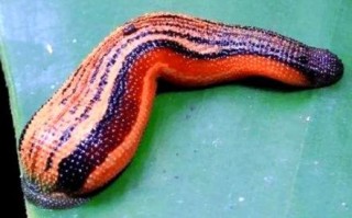 龆是什么生肖？蚂蟥指什么生肖