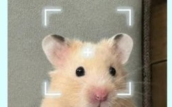 站稳脚跟猜一生肖