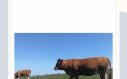 最慢的动物是什么生肖？慢字打一准确生肖