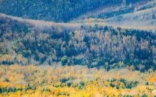 月满西楼打一动物正确答案 月满西楼指什么动物