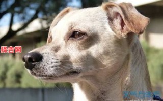 梦见婴儿的寓意解析：预示好运还是警示？