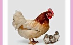 十年一遇是什么生肖？遇打一生肖动物